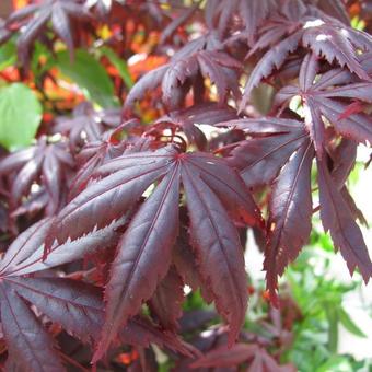 Acer palmatum 'Trompenburg'