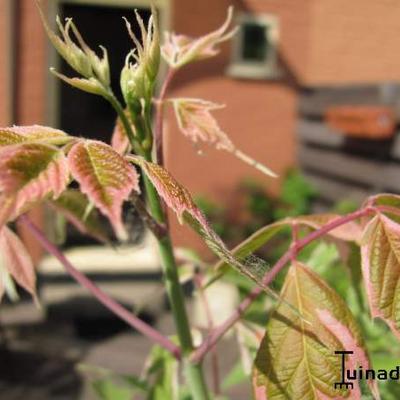 Acer negundo 'Flamingo'