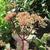 Sedum telephium 'Joyce Henderson'