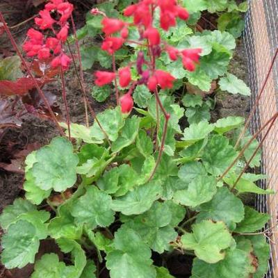 Heuchera sanguinea 'Leuchtkäfer'