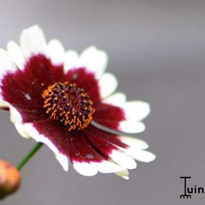 Coreopsis COLOROPSIS 'Jive' - 