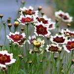 Coreopsis COLOROPSIS 'Jive' - 