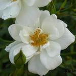 Rosa 'Kent'  - 