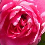 Rosa 'Gertrude Jekyll' - 