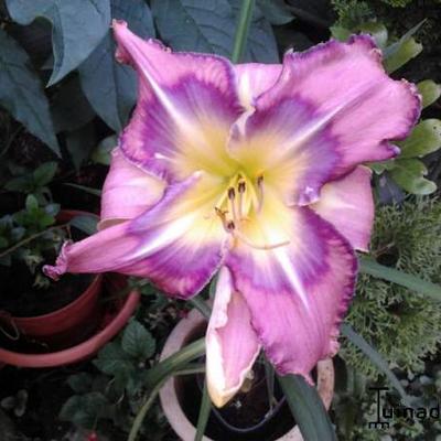 Hemerocallis 'Childrens Festival' - 