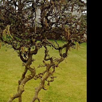 Corylus avellana 'Contorta'