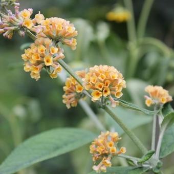 Buddleja x weyeriana 'Sungold'