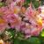 Rhododendron  'Bouquet de Flore'