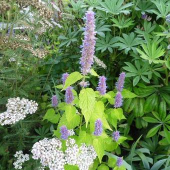 Agastache rugosa 'Golden Jubilee'