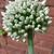 Allium cepa