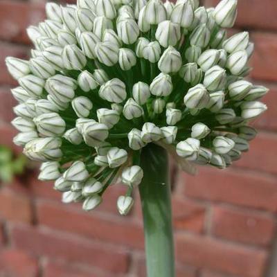 Allium cepa - 