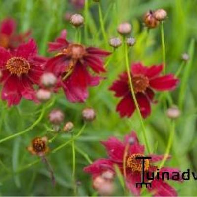 Coreopsis verticillata 'Ruby Red'