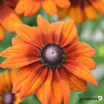 Rudbeckia ‘SUMMERINA'-serie - 