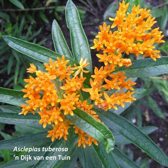 Asclepias tuberosa