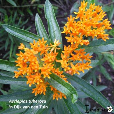 Asclepias tuberosa - Asclepias tuberosa