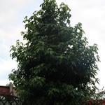 Liquidambar styraciflua 'Worplesdon' - 