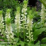 Eucomis autumnalis - Gewellte Schopflilie