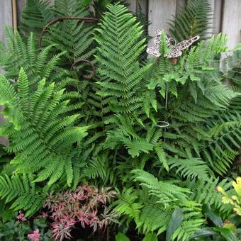 Dryopteris remota