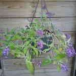 Buddleja 'Dreaming Lavender' - 