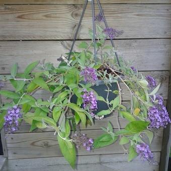 Buddleja 'Dreaming Lavender'