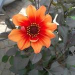 Dahlia 'HAPPY Single Date' - 