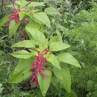 Amaranthus