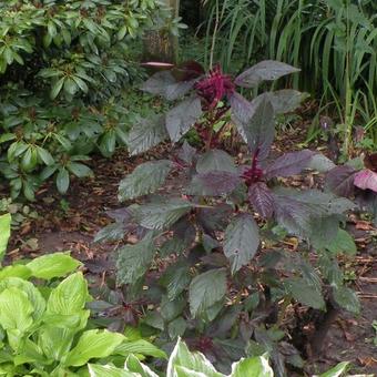 Amaranthus caudatus