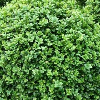 Buxus sempervirens 'Blauer Heinz'