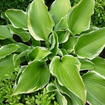 Hosta 'Memories of Dorothy'