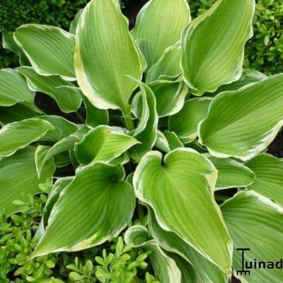 Hosta 'Memories of Dorothy' - 