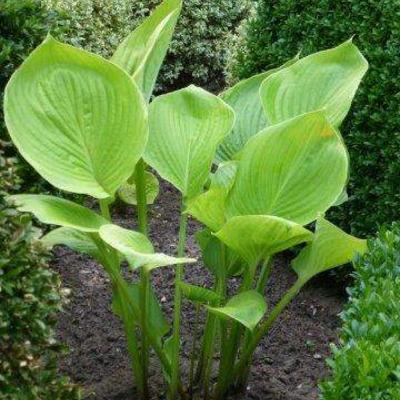 Hosta 'Lady Isobel Barnett' - 