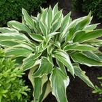 Hosta 'Lakeside Dragonfly' - 