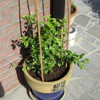 Duranta erecta 'Geisha Girl'