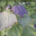 Catalpa x erubescens 'Purpurea' - 