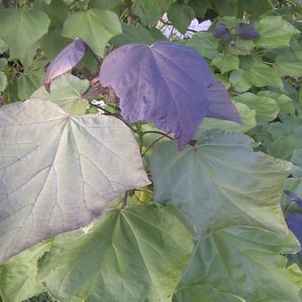 Catalpa x erubescens 'Purpurea'