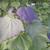 Catalpa x erubescens 'Purpurea'