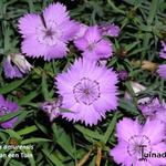 Dianthus amurensis - Dianthus chinensis