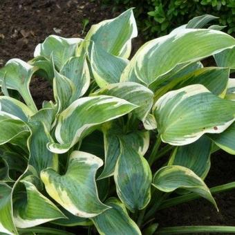 Hosta 'Valley's Glacier'