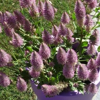 Ptilotus exaltatus 'Joey'