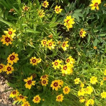 Coreopsis lanceolata 'Baby Gold'