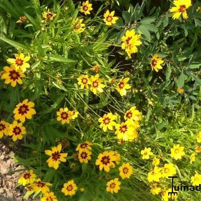 Coreopsis lanceolata 'Baby Gold'