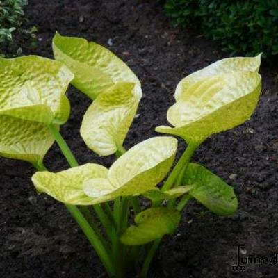 Hosta 'Maui Buttercups' - 