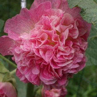 Alcea rosea 'Salmon Queen'