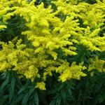 Solidago 'Goldkind' - 