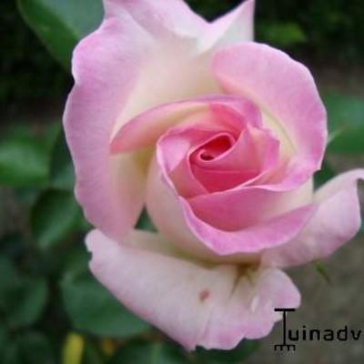 Rosa 'Princesse de Monaco' - 