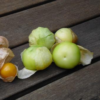 Physalis philadelphica