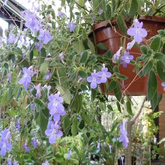 Streptocarpus saxorum