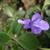 Streptocarpus saxorum