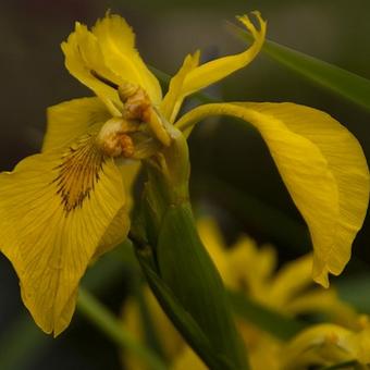 Iris pseudacorus