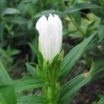 Gentiana makinoi 'White Magic' - 